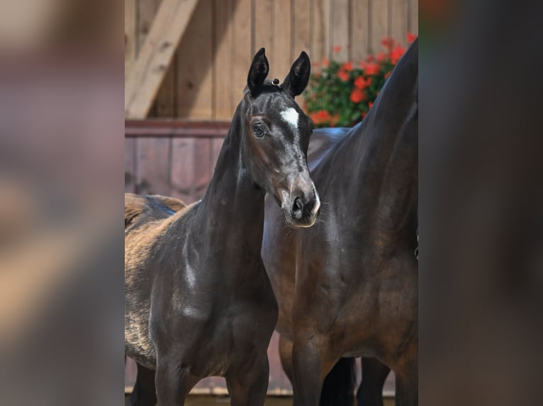 Bavarian Warmblood Stallion Foal (03/2025) 16,2 hh Smoky-Black in Aying
