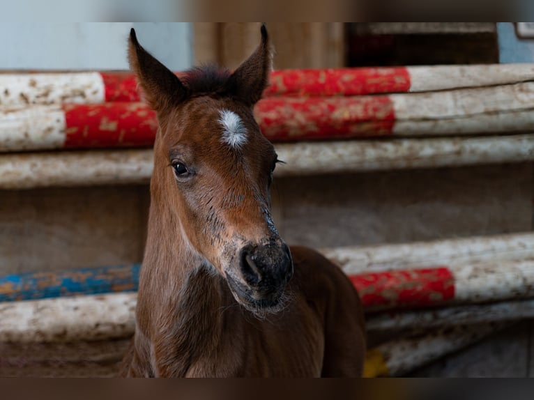 Bavarian Warmblood Stallion Foal (04/2024) 16,2 hh Smoky-Black in Mainleus