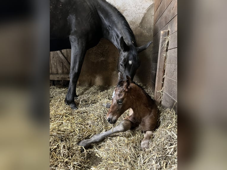 Bavarian Warmblood Stallion Foal (04/2024) 16,2 hh Smoky-Black in Mainleus