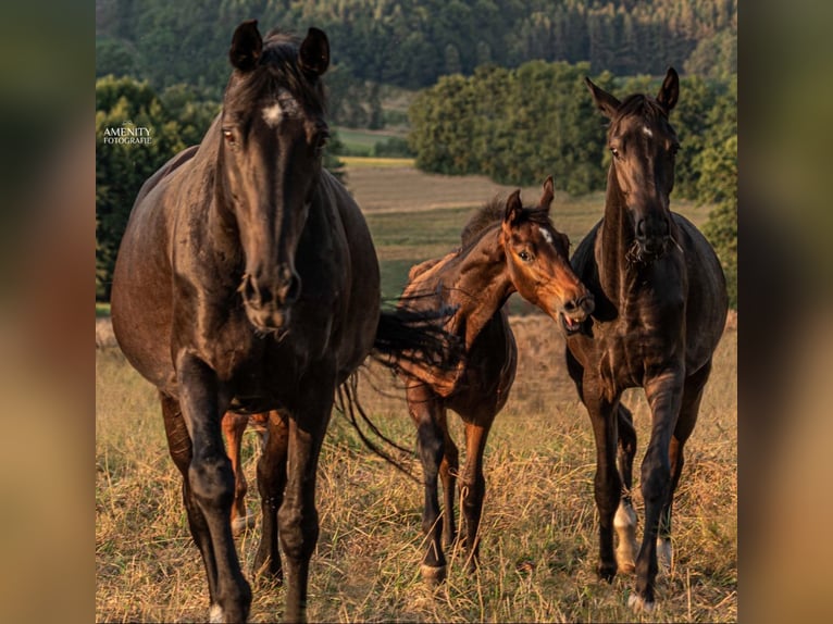 Bavarian Warmblood Stallion Foal (04/2024) 16,2 hh Smoky-Black in Mainleus