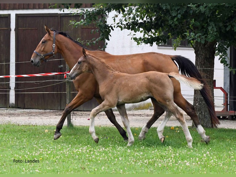 Bavarian Warmblood Stallion Foal (04/2025) 16,3 hh Chestnut-Red in Ingolstadt