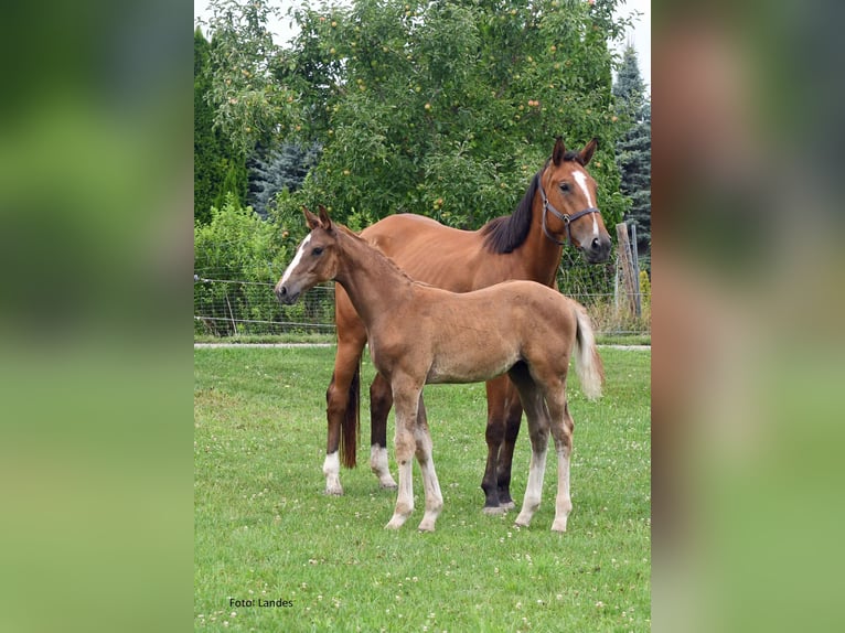 Bavarian Warmblood Stallion Foal (04/2025) 16,3 hh Chestnut-Red in Ingolstadt