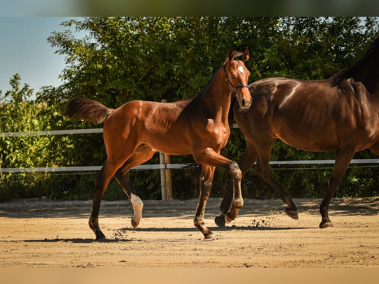 Bavarian Warmblood Stallion Foal (05/2026) Bay-Dark in Palling