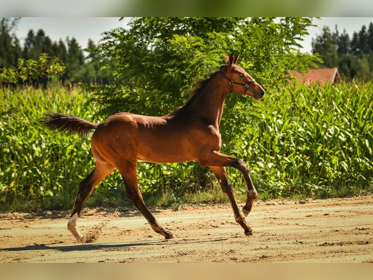 Bavarian Warmblood Stallion Foal (05/2026) Bay-Dark in Palling