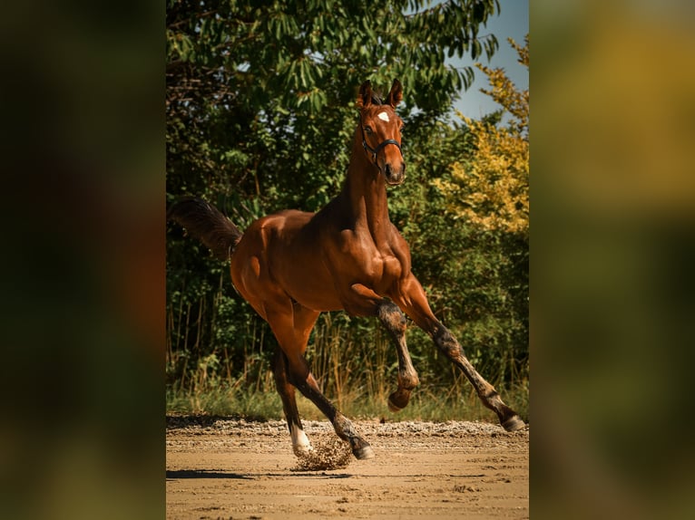 Bavarian Warmblood Stallion Foal (05/2026) Bay-Dark in Palling