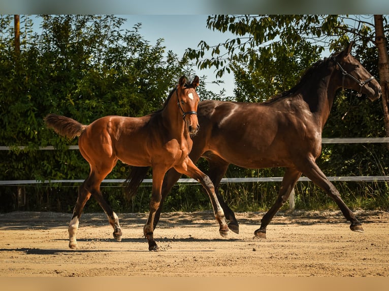 Bavarian Warmblood Stallion Foal (05/2026) Bay-Dark in Palling