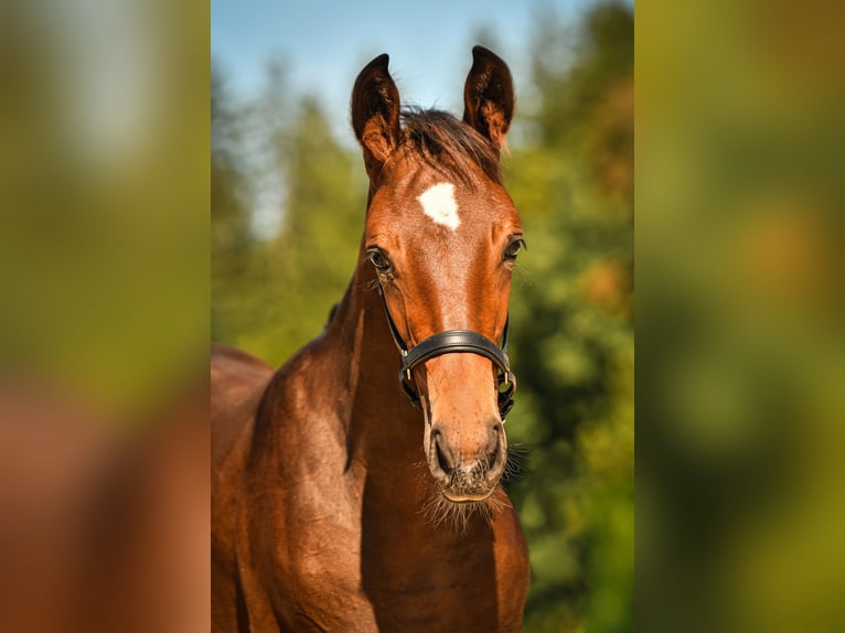 Bavarian Warmblood Stallion Foal (05/2026) Bay-Dark in Palling