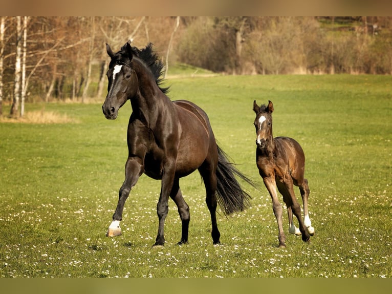 Bavarian Warmblood Stallion Foal (03/2026) Black in Waal
