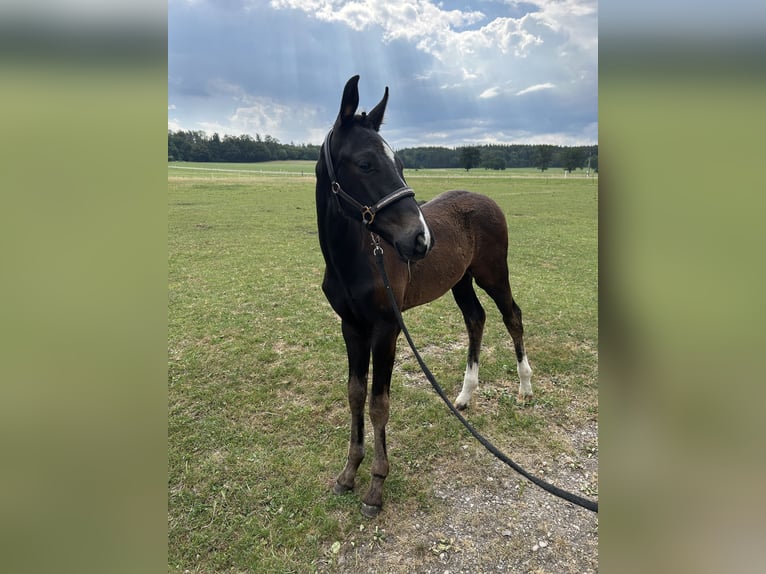 Bavarian Warmblood Stallion Foal (03/2026) Black in Waal