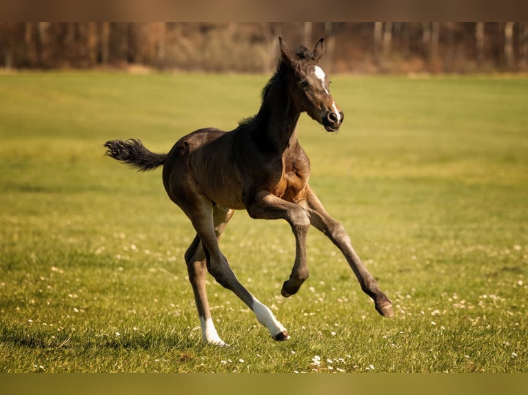 Bavarian Warmblood Stallion Foal (03/2026) Black in Waal