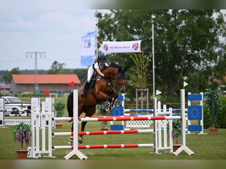 Bávaro Caballo castrado 10 años 170 cm Castaño in Altötting