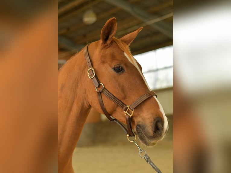 Bávaro Caballo castrado 11 años 165 cm Alazán in Geilenkirchen Bávaro Caballo castrado 11 años 165 cm Alazán in Geilenkirchen