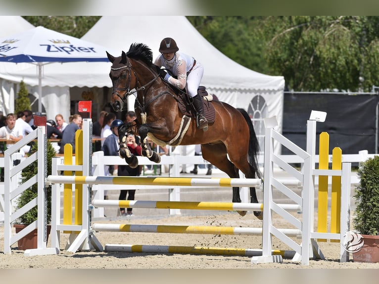 Bávaro Caballo castrado 11 años 167 cm Castaño in Erharting