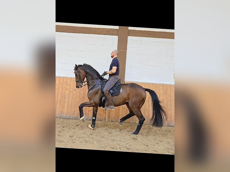 Bávaro Caballo castrado 11 años 170 cm Castaño in Röttingen