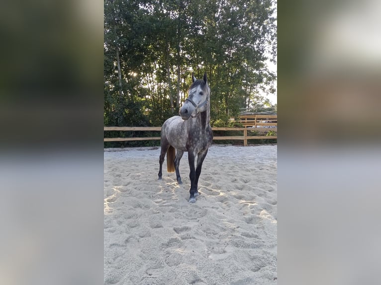 Bávaro Caballo castrado 11 años 170 cm Tordo rodado in Tuntenhausen