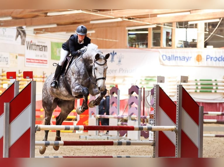 Bávaro Caballo castrado 11 años 185 cm Tordo in Rott am Inn