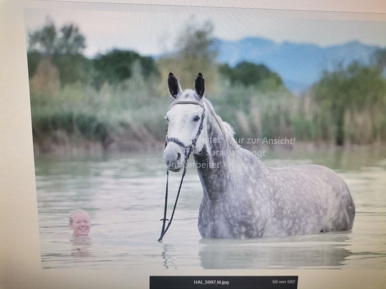 Bávaro Caballo castrado 11 años 185 cm Tordo in Rott am Inn