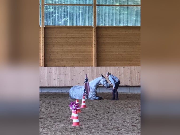 Bávaro Caballo castrado 11 años 185 cm Tordo in Rott am Inn