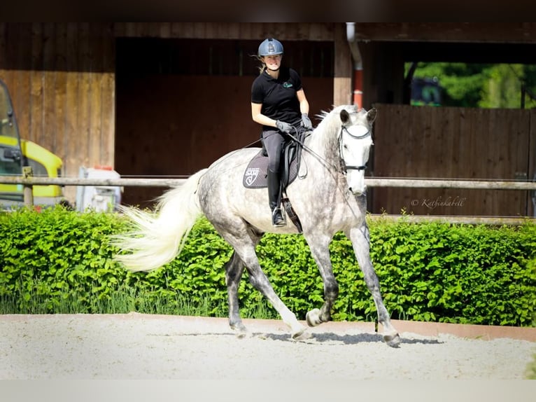 Bávaro Caballo castrado 11 años 185 cm Tordo in Rott am Inn