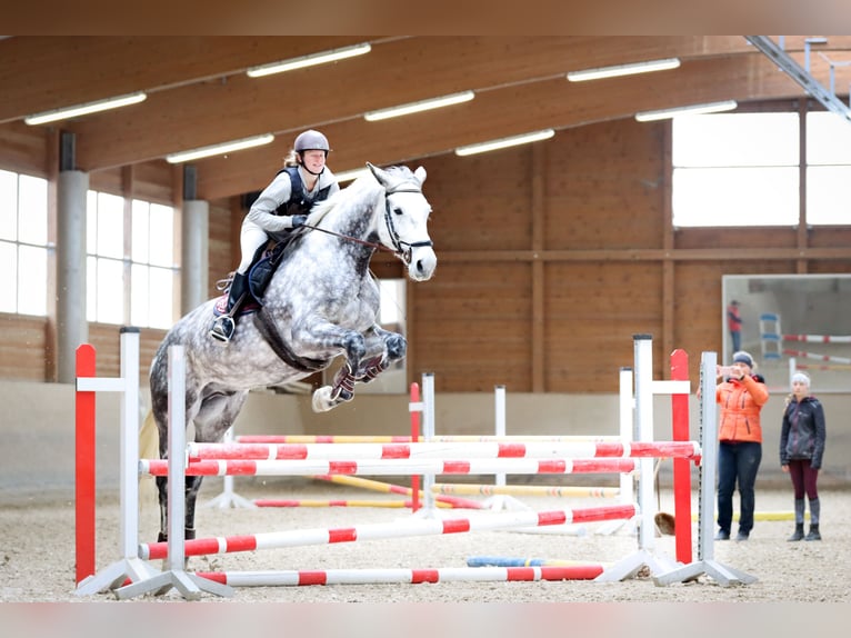 Bávaro Caballo castrado 11 años 185 cm Tordo rodado in Griesstätt