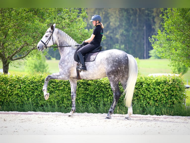 Bávaro Caballo castrado 11 años 185 cm Tordo rodado in Griesstätt