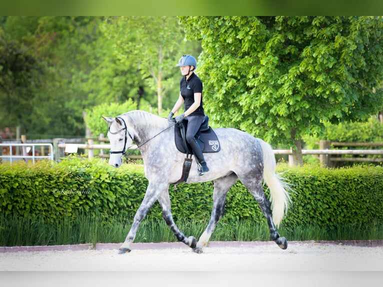 Bávaro Caballo castrado 11 años 185 cm Tordo rodado in Griesstätt