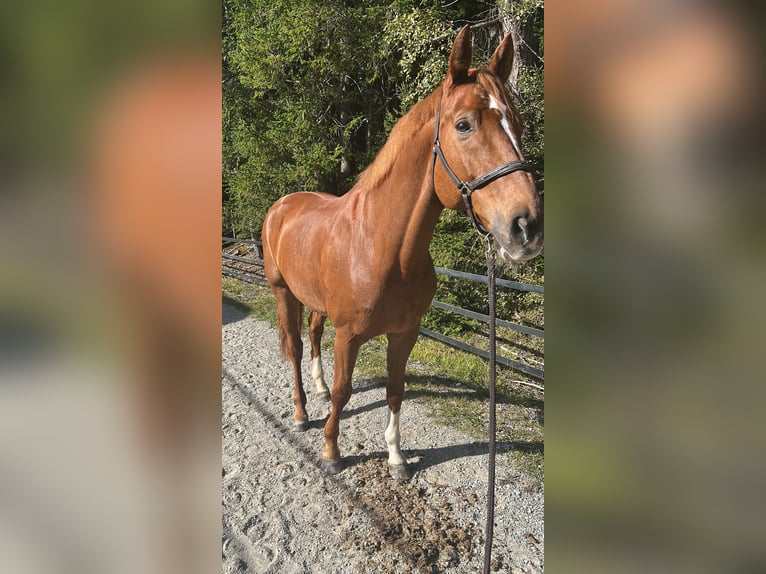 Bávaro Caballo castrado 12 años 170 cm Alazán in Schaan