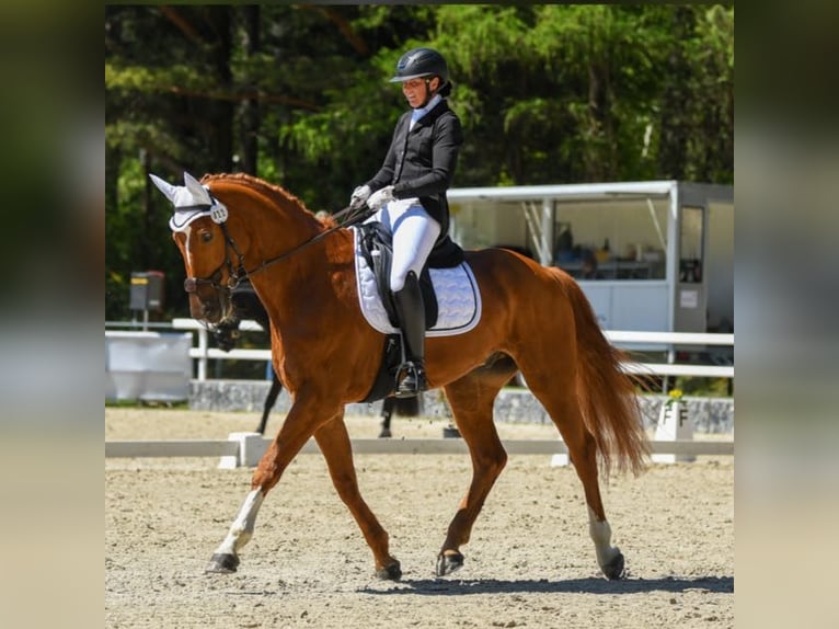 Bávaro Caballo castrado 12 años 170 cm Alazán in Schaan