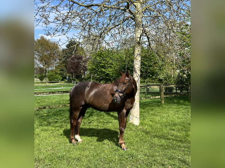 Bávaro Caballo castrado 12 años 172 cm Alazán-tostado in Bad Schwartau