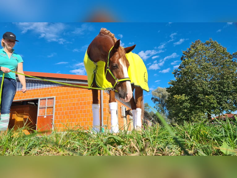 Bávaro Caballo castrado 12 años 175 cm Alazán-tostado in Hausen