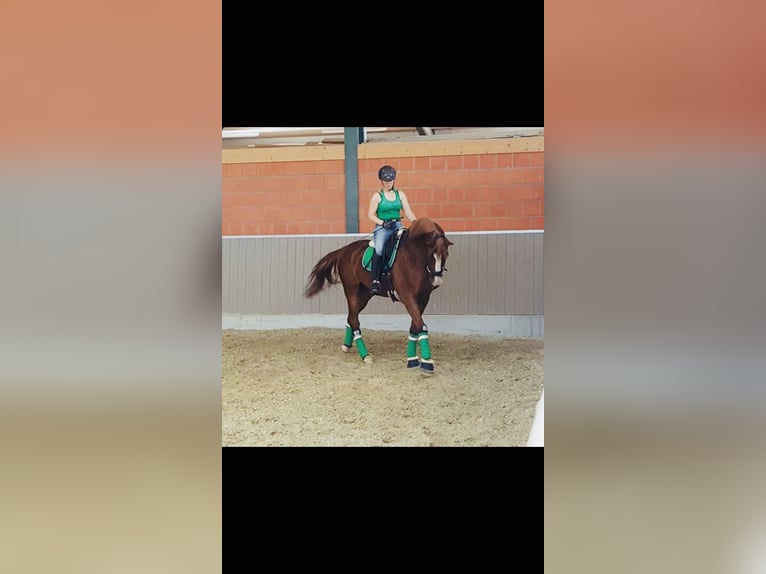 Bávaro Caballo castrado 12 años 175 cm Alazán-tostado in Hausen