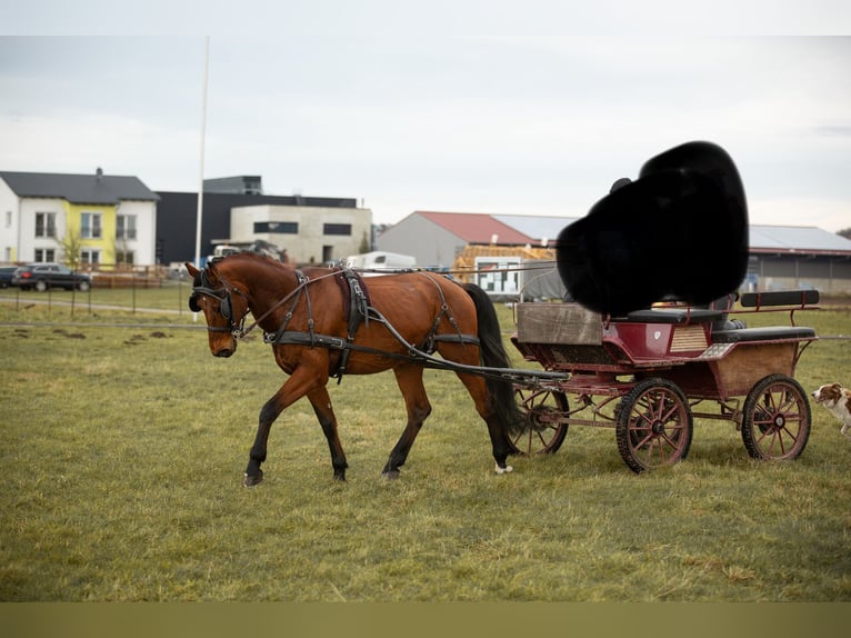 Bávaro Caballo castrado 13 años 162 cm Castaño in Heßdorf