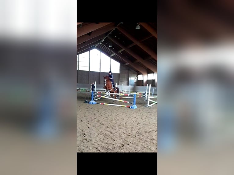 Bávaro Caballo castrado 13 años 163 cm Alazán in Landsberied