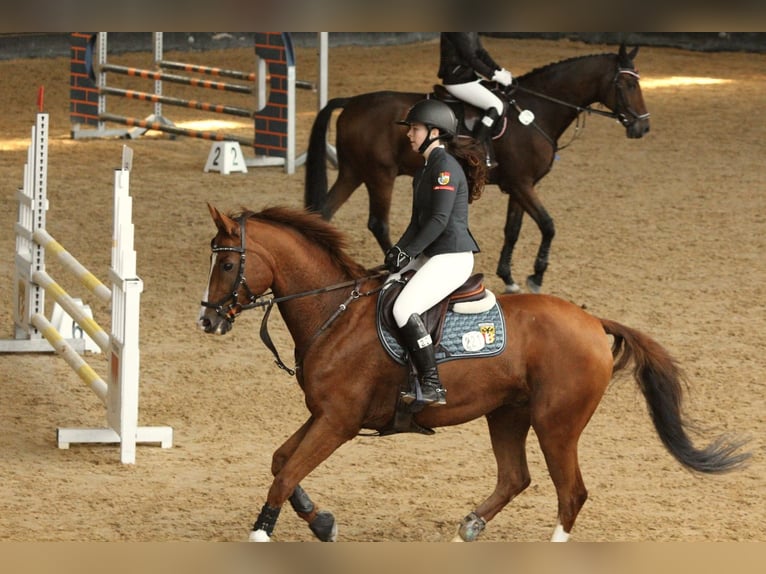 Bávaro Caballo castrado 13 años 163 cm Alazán in Buchenberg