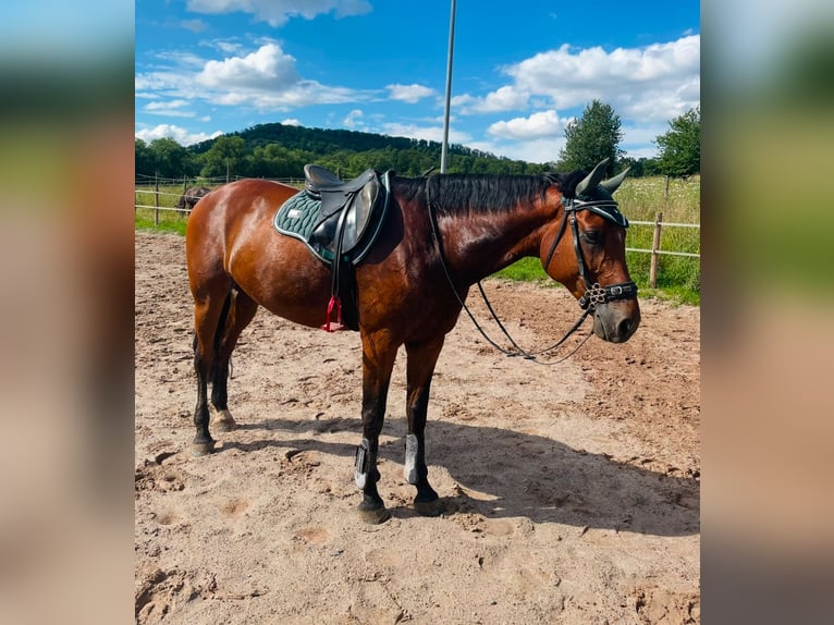 Bávaro Caballo castrado 13 años 163 cm in Illingen