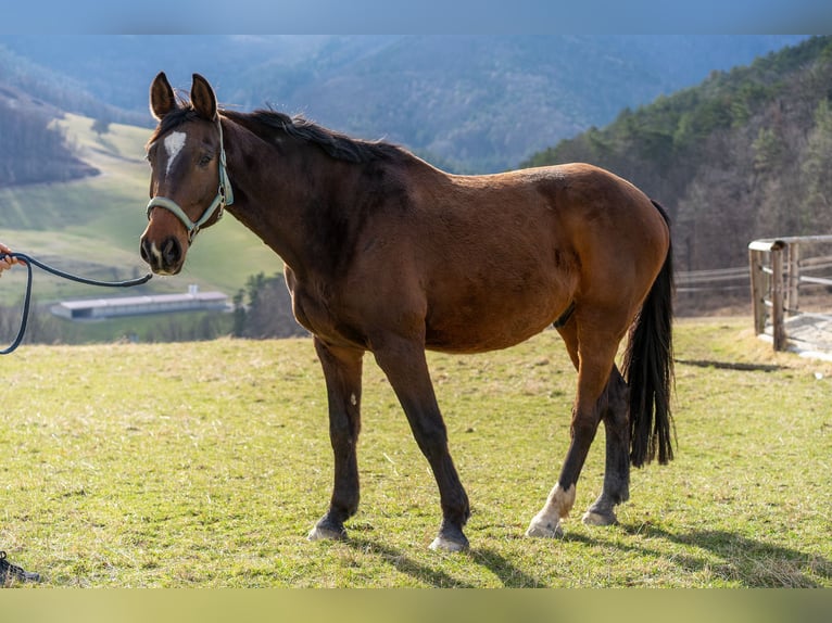 Bávaro Caballo castrado 13 años 169 cm Castaño oscuro in Furth an der Triesting