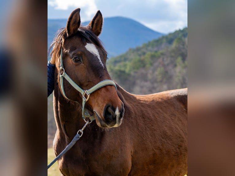 Bávaro Caballo castrado 13 años 169 cm Castaño oscuro in Furth an der Triesting