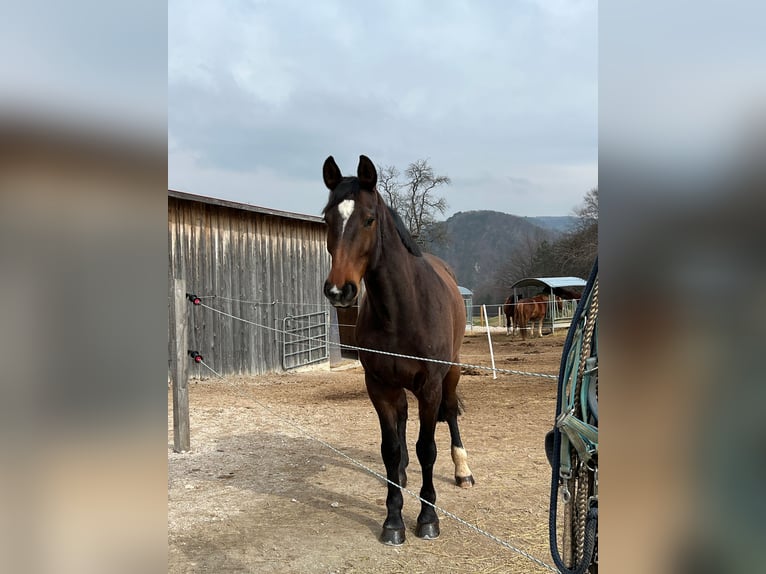 Bávaro Caballo castrado 13 años 169 cm Castaño oscuro in Furth an der Triesting