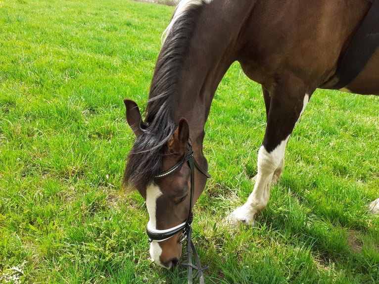 Bávaro Caballo castrado 13 años 170 cm Pío in Donaueschingen