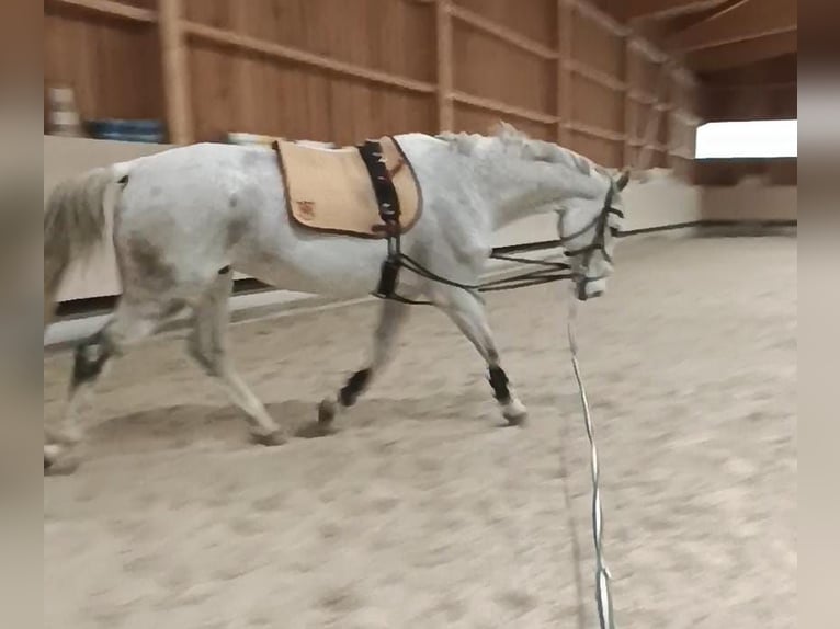 Bávaro Caballo castrado 13 años 170 cm Tordo in Mühlheim am Inn