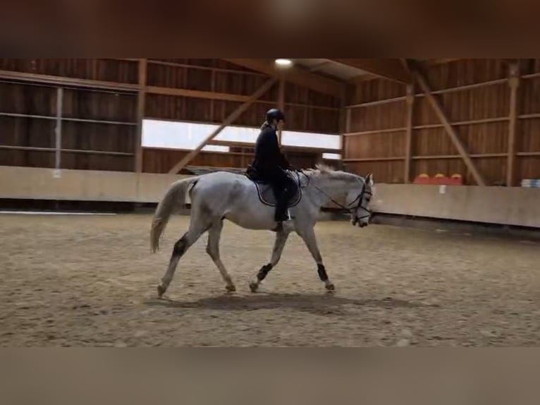 Bávaro Caballo castrado 13 años 170 cm Tordo in Mühlheim am Inn