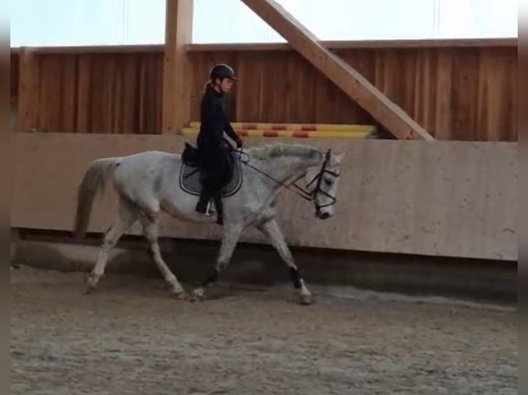 Bávaro Caballo castrado 13 años 170 cm Tordo in Mühlheim am Inn
