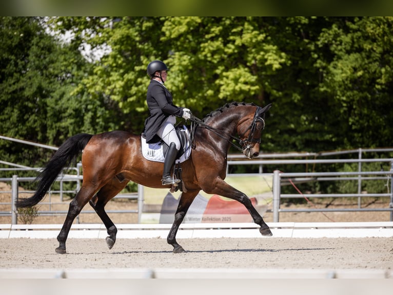 Bávaro Caballo castrado 13 años 172 cm Castaño oscuro in Velden