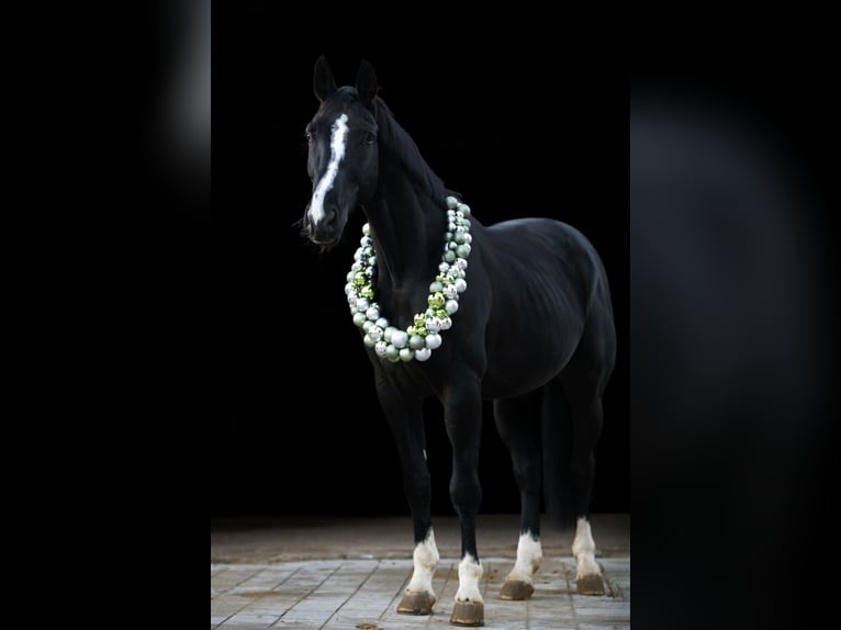 Bávaro Caballo castrado 13 años 176 cm Morcillo in Sulzbach-Rosenberg