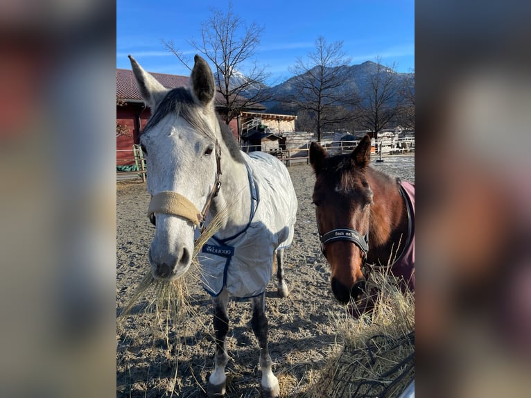 Bávaro Caballo castrado 13 años 179 cm Tordo in Reutte