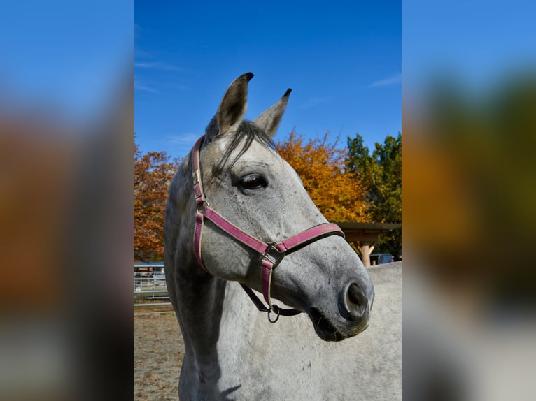 Bávaro Caballo castrado 13 años 179 cm Tordo in Reutte