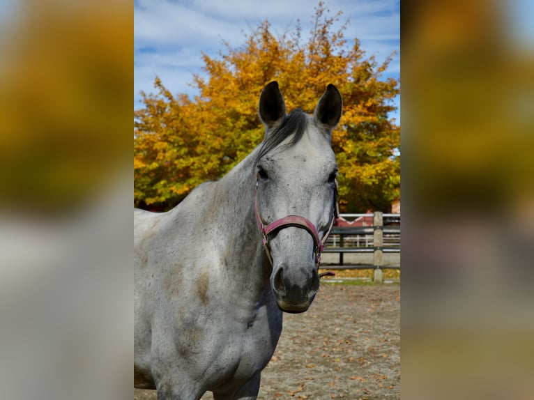 Bávaro Caballo castrado 13 años 179 cm Tordo in Reutte