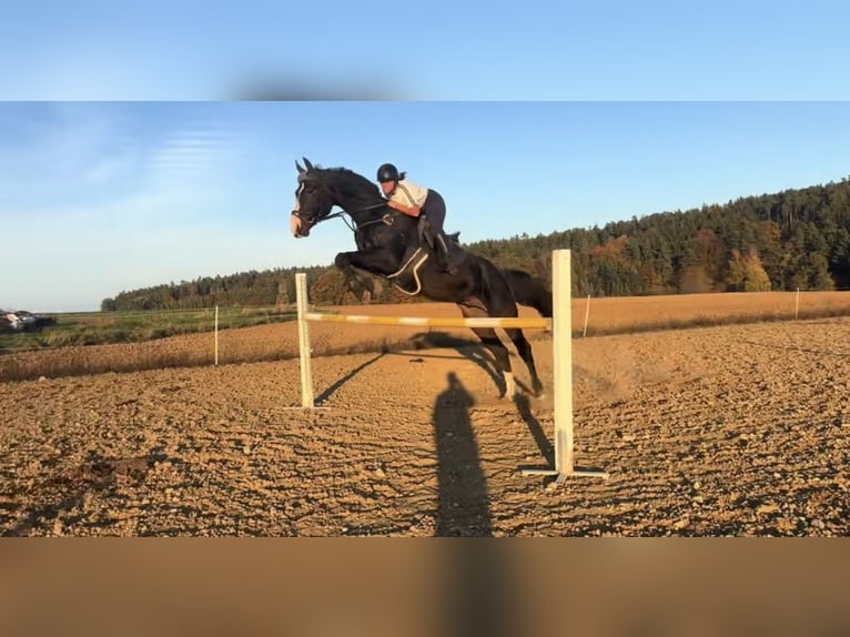 Bávaro Caballo castrado 13 años 180 cm Castaño oscuro in Hötzelsdorf