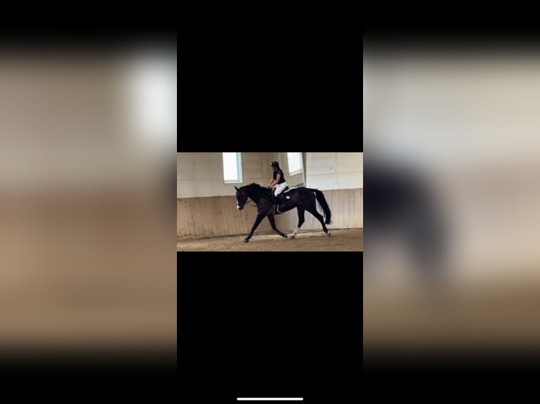 Bávaro Caballo castrado 13 años 180 cm Negro in Hötzelsdorf