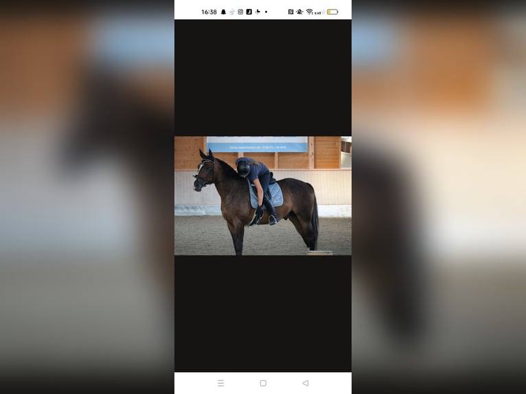 Bávaro Caballo castrado 14 años 165 cm Castaño oscuro in Burgkirchen an der Alz